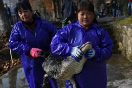 Cận cảnh "xốc nách" 13 ngàn con cá sấu từ hồ vào nhà ở TQ