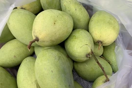 Xoài cát Hòa Lộc rớt giá thê thảm