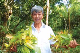 Vượt qua thú dữ, rắn độc, hái rau rừng kiếm tiền triệu