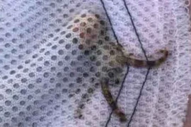 Nhặt vỏ sò ở biển, mang cả "tử thần" về nhà