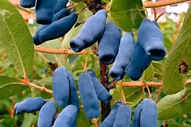 Những loại trái cây hiếm mà 99% người chưa biết tên