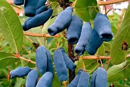 Những loại trái cây hiếm mà 99% người chưa biết tên