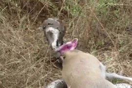 Video: Bị sừng linh dương đâm thủng họng, trăn đá vật vã trong đau đớn