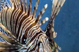 Loài vật chạm vào là trúng độc bán gần nửa triệu/kg đua nhau ăn