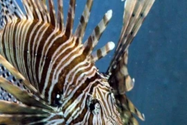 Loài vật chạm vào là trúng độc bán gần nửa triệu/kg đua nhau ăn