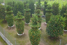 Video: Vườn quýt lục bình cao hơn 3m, giá 50 triệu mỗi cặp