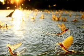 Loài côn trùng vật vờ ngoài sông được bán với giá hàng triệu đồng/kg