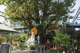 Cây bồ đề "ngoại quốc" trở thành quốc bảo ở Châu Đốc