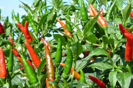 Loại quả có khắp vườn nhà nông Việt, ở chỗ này rao bán 670.000 đồng/kg