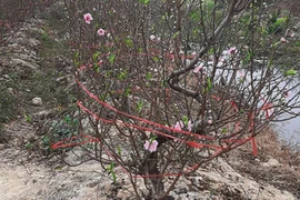 COVID-19 : Làng đào Hải Dương kêu cứu