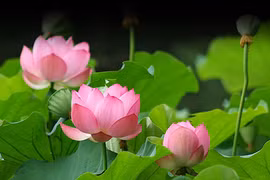 “Điểm danh” Quốc hoa của các quốc gia Đông Nam Á