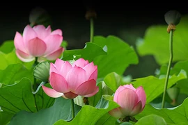 “Điểm danh” Quốc hoa của các quốc gia Đông Nam Á