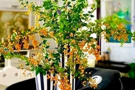 Cây bụi bờ rào lên Hà Nội thành hàng sang chảnh