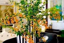 Cây bụi bờ rào lên Hà Nội thành hàng sang chảnh