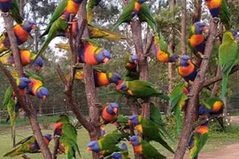 Chiêm ngưỡng cây thông Noel đặc biệt chỉ có ở Australia