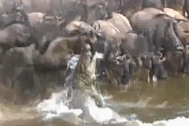 Video: Linh dương thoát chết ngoạn mục dù bị cá sấu lôi xuống nước