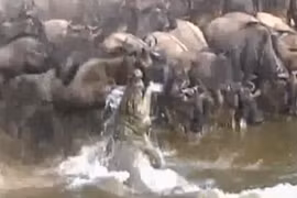 Video: Linh dương thoát chết ngoạn mục dù bị cá sấu lôi xuống nước