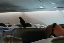 Sáo đen khôn lỏi 'đi lậu' máy bay suốt 12 tiếng mà không ai biết