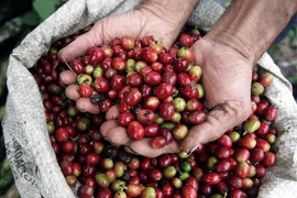 Nỗi đau nông sản Việt: Bán nhiều tiền ít, làm nhiều ăn ít