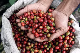 Nỗi đau nông sản Việt: Bán nhiều tiền ít, làm nhiều ăn ít