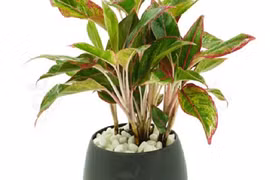 Đặt cây phong thủy này lên bàn thờ giúp gia chủ đổi vận