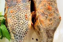 Loài "gà nước mặn" thân hình như chiếc hộp