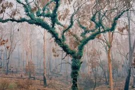 Khung cảnh sau những vụ cháy rừng kéo dài ở Australia