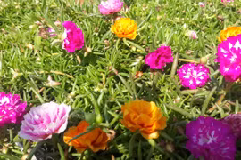 Lạ đời hoa mười giờ nở hoa cả ngày không "ngủ"