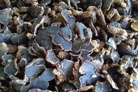 Loại củ rừng siêu đắt, đặt trước vài tháng mới có