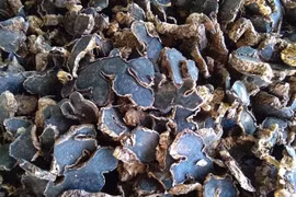 Loại củ rừng siêu đắt, đặt trước vài tháng mới có