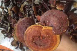 Nấm lim xanh chục triệu/kg, muốn mua phải đợi cả tháng