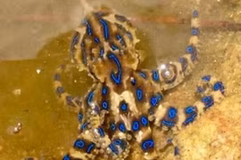 Cầm “tử thần” trên tay chơi đùa ngoài biển mà không hề hay biết