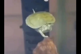 Video: Giật mình khi động vật đang muốn xâm chiếm trái đất