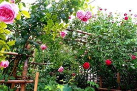 Giọng hát của vợ anh hàng xóm khiến tôi mê mẩn