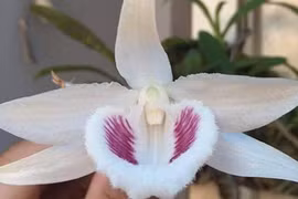 Đại gia Việt chi hàng trăm triệu săn hoa Tết độc lạ