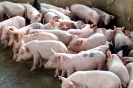 Bỏ việc ngàn USD đi nuôi lợn, ngay năm đầu thắng lớn 1,7 tỷ đồng