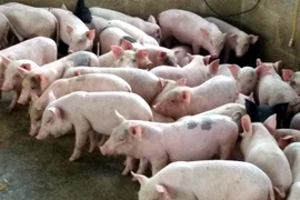 Bỏ việc ngàn USD đi nuôi lợn, ngay năm đầu thắng lớn 1,7 tỷ đồng