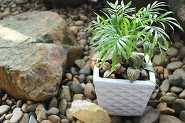 Có cây này trước cửa nhà sự nghiệp luôn thăng tiến