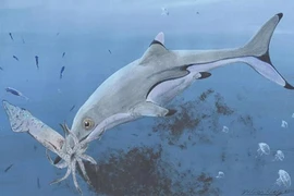 Phát hiện hóa thạch 200 triệu năm tuổi với chiếc bụng chứa đầy mực ống