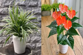 Top 10 cây cảnh lọc sạch khí độc, hút bức xạ wifi, giúp tăng tuổi thọ