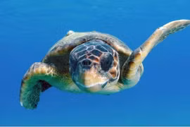 Những con rùa vượt Thái Bình Dương nhờ một "hành lang" bí ẩn