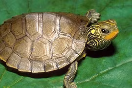 Bí ẩn loài rùa đắt như vàng ròng: Bị săn lùng đến tận diệt