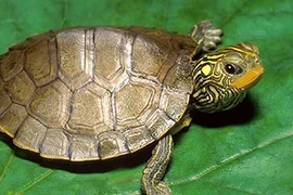 Bí ẩn loài rùa đắt như vàng ròng: Bị săn lùng đến tận diệt