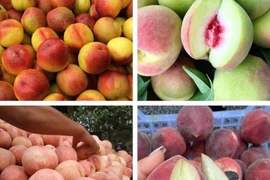Điểm mặt các loại đào Trung Quốc bán đầy chợ Việt