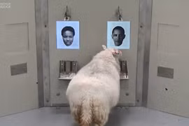 Phát hiện thú vị mới về loài cừu