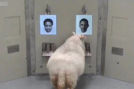 Phát hiện thú vị mới về loài cừu