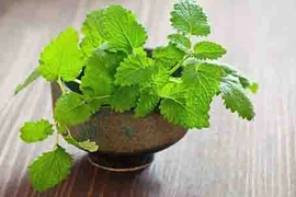 5 loại cây dễ trồng vừa làm gia vị vừa có tác dụng đuổi muỗi