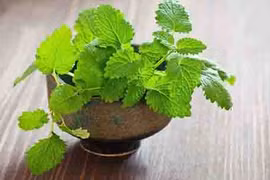 5 loại cây dễ trồng vừa làm gia vị vừa có tác dụng đuổi muỗi