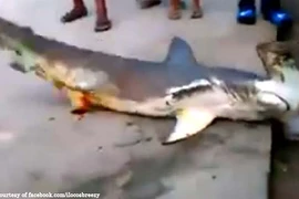 Video: Cá mập khổng lồ lên bờ, bị dân đánh đập đến chết