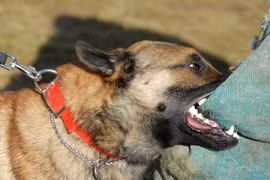 Người phụ nữ tử vong nghi bị chó dại cào từ 10 tháng trước